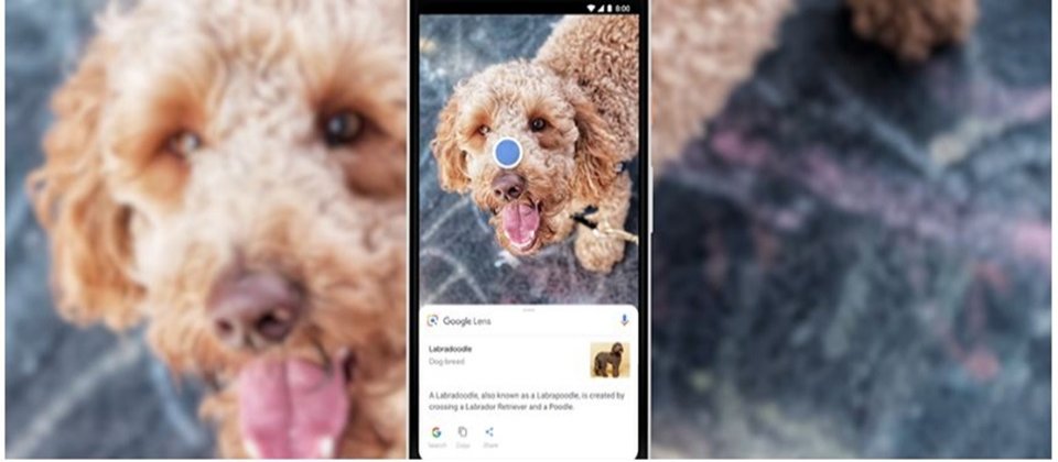 Google Lens新功能也能即時辨識影像中的物體、顯示先關資訊,不論是動物、植物還是建築物都可以。