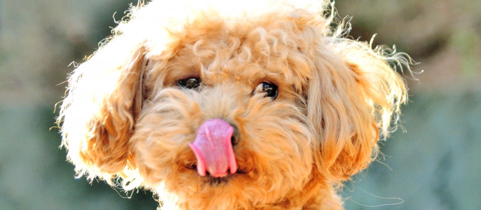 Google設計了一個名為POODLE(貴賓狗)的攻擊行動,並戲稱「這是隻會咬人的貴賓狗」,外界也因此將該漏洞命名為「貴賓犬」。