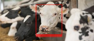 Cargill聯合Cainthus，將影像識別技術應用於牛隻辨識，方便管理與追蹤牛隻狀況